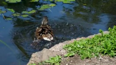 Güneşli bir sonbahar gününde gölün kenarındaki ördekler. Bir ördek kanatlarını çırpar ve canlı sonbahar renkleriyle çevrili bir şekilde suya atlar. Dinamik vahşi yaşam sahnesi Bir ördek göle atlar