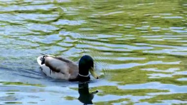 Gün batımında Kanada 'nın Quebec kentindeki Uluslar Gölü' nde ördek silueti dalgalı suda yüzüyor. geniş açı. Yüksek kalite 4k görüntü
