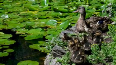 Dondurmalı ördek Summer Park 'ta gölette yüzüyor. Ağır çekim. Hayvanlar ve Vahşi Yaşam Konsepti. Yüksek kalite 4k görüntü