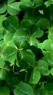 İtalya 'da yemyeşil çimlerde ayak sesleri. Yüksek kalite 4k görüntü