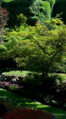 Victoria British Columbia, Kanada Butchart Gardens Kanada Ulusal Tarihi Sitesi, turistler batık bahçelerdeki patikaların çevresini geziyorlar. Yüksek kalite 4k görüntü
