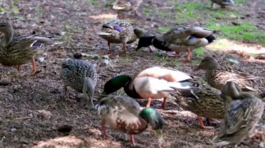 Bir grup beyaz ördek zarif bir şekilde suyun sakin gövdesinde dururlar. Yüksek kalite 4k görüntü