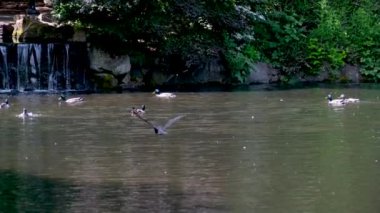 Sessiz yaz göletinde vahşi ördekler oynuyor. Yüksek kalite 4k görüntü