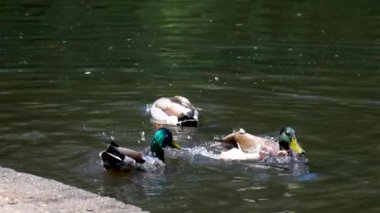 Gün batımında gölde yüzen ördekler, alacakaranlıkta gölde çok sayıda ördek. Yüksek kalite 4k görüntü