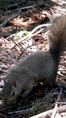 Kırmızı Sincap Sciurus Vulgaris kahverengi kemirgen ağaçtan iniyor ve sonbaharda çimlerin üzerinde ağır çekimde oturuyor. Yüksek kalite 4k görüntü