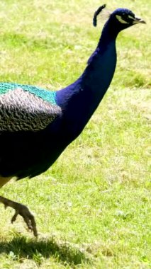 Kapalı kuyruklu tavus kuşu güneş ışığıyla aydınlatılmış ulusal koruma parkında yavaşça yürüyor. Hayvan, hayvanat bahçesinin yeşil topraklarında zarif bir şekilde yürür. Yüksek kalite 4k görüntü