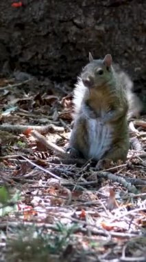 Şirin bir sincap fındık çiğniyor. Sincap sonbahar ormanlarında fındık yer. Hayvan, vahşi, sevimli, kemirgen, doğa, orman, ceviz, kütük, bulanık arka plan. Yüksek kalite 4k görüntü