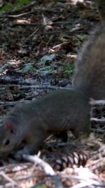 Kırmızı Sincap Sciurus Vulgaris kahverengi kemirgen ağaçtan iniyor ve sonbaharda çimlerin üzerinde ağır çekimde oturuyor. Yüksek kalite 4k görüntü