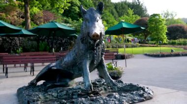 Vancouver Adası Butchart Gardens Kanada Victoria Porselen Bronz Yaban Domuzu Heykeli. Yüksek kalite 4k görüntü