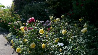 Vancouver Adası Butchart Gardens Kanada Victoria. Sarı çiçekli bahçe. Gül sokağında, gül bahçesi çiçek tarlaları, güller, sarı-turuncu, orta boy kırmızı tonlarda güller. 
