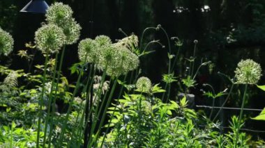 Yaz doğa manzarası. Mavi gökyüzüne karşı kıllı gövdeli uzun ağaç gövdeleri. Dominik Yarımadası 'nda yaz. Vancouver Adası Butchart Bahçeleri Kanada Victoria