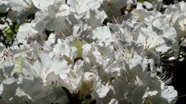 Beyaz çiçek kümesi Vancouver Adası Butchart Gardens Kanada Victoria, yazın çiçekleri. Yüksek kalite 4k görüntü