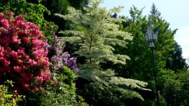 Güzel Japon bahçesinde yemyeşil, rhododendronlar ve kırmızı akçaağaç. Japonya 'daki Zen bahçesinde güneşli bir günün Gimbal çekimi. UHD, 4K. Yüksek kalite 4k görüntü