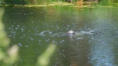 Bir balık havuzundaki düşen bir borudan akan ağır bir su çeşmesi. Oksijen. Gölet suyunda oksijen seviyesini sağlayan koi balığı havuzundaki çeşme. Havuz köpüren çeşme