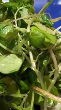 Mavi tabakta vejetaryenlik, sağlıklı gıda kilo kaybı salatası, mikroyeşillik ve porcini mantarla servis ediliyor. Yüksek kalite 4k görüntü