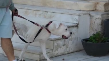 Komik ve meraklı Labrador pençelerini merdivenlere koyup kuyruğunu sallıyor. Evcil hayvan kavramı. Bir adam büyük beyaz bir köpeği tasmasız bir şekilde sokaklarda gezdirir.
