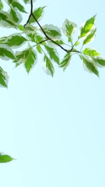  Scenic Park 'taki Green Leafy Branch' a tünemiş Eski Dünya bülbülü görüntüleri. Vancouver Adası Butchart Bahçeleri Kanada Victoria