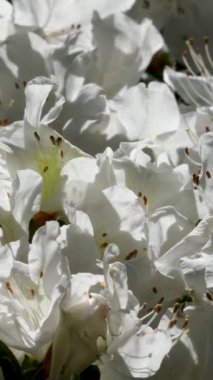 Beyaz çiçek kümesi Vancouver Adası Butchart Gardens Kanada Victoria, yazın çiçekleri. Yüksek kalite 4k görüntü