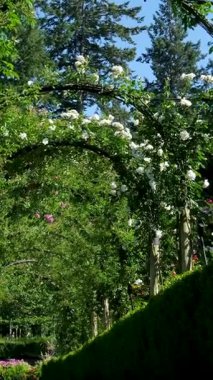 Yoğun sarmaşıklar ve yeşilliklerle çevrili yapraklı bir pergola tünelinin altında huzurlu bir yürüyüş deneyimi yaratan sakin bir bahçe yolu. Yüksek kalite 4k görüntü