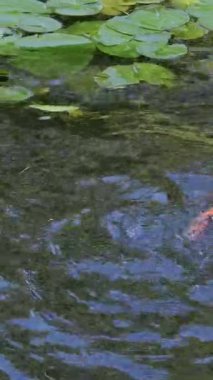 Mallard ördeği yavaşça kanat çırpan suda sıçrıyor. Ördek göle dalıyor.