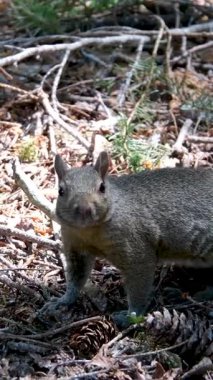 Ormanda sonbahar manzarası sincabı. Yüksek kalite 4k görüntü