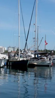 Victoria, Canada Marina 'daki balıkçı iskelesinde. Yüksek kalite 4k görüntü