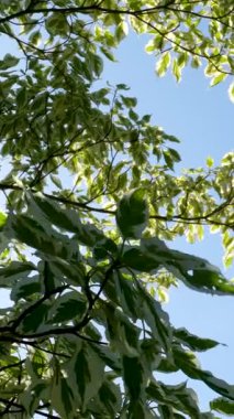 Gün ışığında, arka bahçede doğum evi takibi. Yüksek kalite 4k görüntü