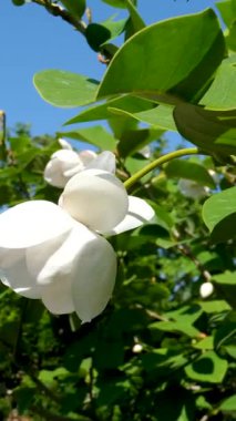 Beyaz çiçek mavi gökyüzüne karşı parlak yeşil yeşil fener. Yüksek kalite 4k görüntü
