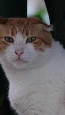 Orta boy bir zencefil ya da kayanın üzerindeki turuncu-beyaz kedi görüntüsü. Doğaya bakınmaktan zevk alıyor. - Evet. Yüksek kalite 4k görüntü