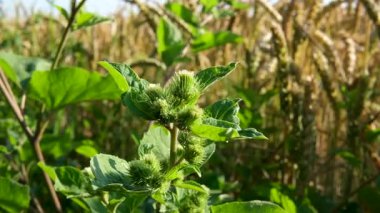 Arctium tomentosum, yünlü dulavrat otu olarak da bilinir, sarı buğday tarlalarında yetişir. Dikenli bitki, çiçek açan Arctium Lappa adlı şifalı bitkiyi temsil eder..