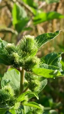 Arctium tomentosum, yünlü dulavrat otu olarak da bilinir, sarı buğday tarlalarında yetişir. Dikenli bitki, çiçek açan Arctium Lappa adlı şifalı bitkiyi temsil eder..