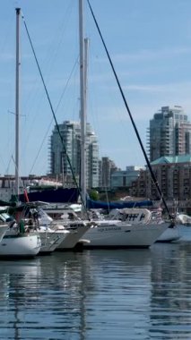 Victoria, Canada Marina 'daki balıkçı iskelesinde. Yüksek kalite 4k görüntü