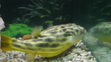 Arothron hispidus, Tetraodontidae familyasından bir balık türü. Yüksek kalite 4k görüntü