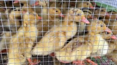 Bir sürü ördek kafesli ördek yerel markette satılmaya hazır. Yüksek kalite 4k görüntü