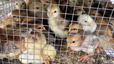 Genç Piliçler Kümes Hayvanları Çiftliğinde Kalabalık Kafes 'te. Yakın çekim. 4K Çözünürlük. Yüksek kalite 4k görüntü
