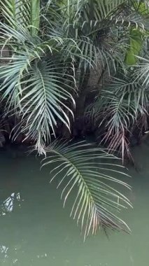 Bahçedeki toprakta küçük palmiye ağaçları yetişiyor. Yüksek kalite 4k görüntü