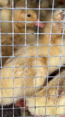 Bir sürü ördek kafesli ördek yerel markette satılmaya hazır. Yüksek kalite 4k görüntü