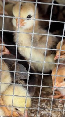 Genç Piliçler Kümes Hayvanları Çiftliğinde Kalabalık Kafes 'te. Yakın çekim. 4K Çözünürlük. Yüksek kalite 4k görüntü