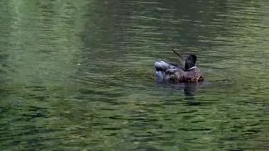 Ördek gölette. Ördek suda yüzüyor. Sudaki kuş. River Mallard ağır çekimde. Kuş yemi araması. Ördekler yiyecek arıyor. Yüksek kalite 4k görüntü