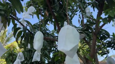 Mango ağacı Tayvan 'ın yemyeşil tarlalarında meyve paketledi. Bahçede, etkili tarım uygulamaları ve canlı yeşillik vurgulanarak, koruyucu poşetlerle sıralanmış sağlıklı ağaçlar yer alıyor. Yüksek kalite 4k