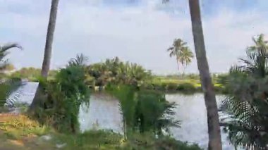 Etrafı bereketli palmiye ağaçları ile çevrili yuvarlak tekneler, yerel kültür ve sakin doğayı gözler önüne seriyor. Renkli yuvarlak tekneler Hoi An, Vietnam 07.24.2025