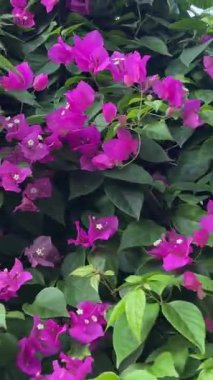 Canlı mor çiçekler, güneşin öptüğü bir tarlada zarif bir şekilde dans eder. Güzel bir doğa gösterisi, basit bir zarafet. Yüksek kalite 4k görüntü