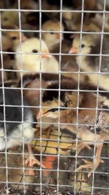 Bir kaç tüylü sarı civciv paslı bir tel kafesin içinde birbirine sokulur. Yumuşak tüyleriyle genç ve küçük görünüyorlar. Kafes zemininde bazı görüntüler görünüyor. Yüksek kalite 4k görüntü