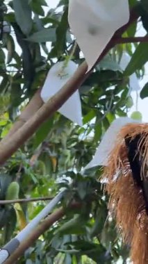 Mango ağacı Tayvan 'ın yemyeşil tarlalarında meyve paketledi. Bahçede, etkili tarım uygulamaları ve canlı yeşillik vurgulanarak, koruyucu poşetlerle sıralanmış sağlıklı ağaçlar yer alıyor. Yüksek kalite 4k