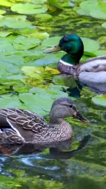 Birkaç Mallard, Anas platyrhynchos, yüzme, Güney Fransa. Yüksek kalite 4k görüntü
