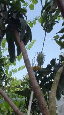 Ağaç toplamadan bir mango seçin. Mango sapını makasla keserek mango toplayın. Çiftçiler mango topluyor. Yüksek kalite 4k görüntü