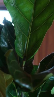 Yeşil yapraklı ev bitkileri bumaedorea. Kapalı yeşil bitki