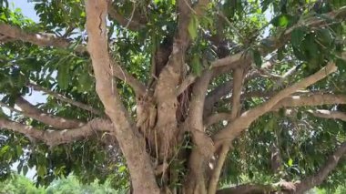 Da Nang, Vietnam 'ın tepelerindeki Buda Hanım Dünya Turistleri İçin Turizm Özellikleri. Yüksek kalite 4k görüntü