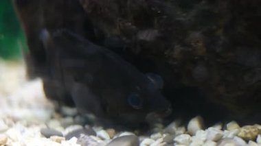 Çizgili akvaryum balıkları tropikal akvaryumlarda uzun yeşil bitkilerin üzerinde yüzerler. Yüksek kalite 4k görüntü