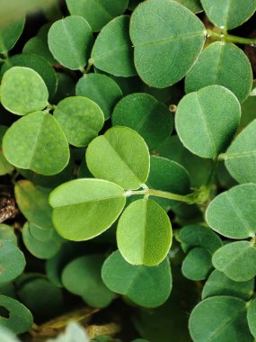 Arkaplan için Desmodium adscendens fotoğrafı